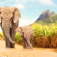 elephant