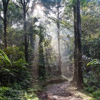 rainforest