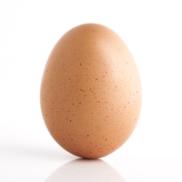 egg