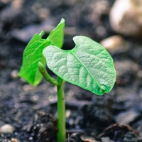 photosynthesis
