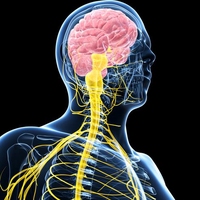 central nervous system (CNS)