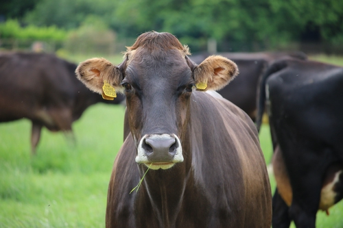 The Life Cycle of a Cow