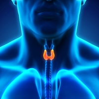 endocrine