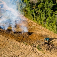 deforestation