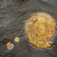 fossil