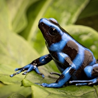 生物