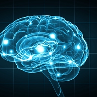 cerebellum