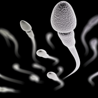sperm