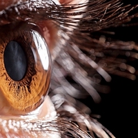 cornea