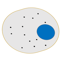 respiration