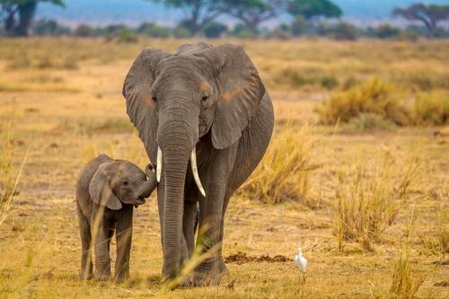 Elephants on the move: how protecting and connecting landscapes can save a species