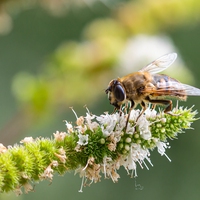biodiversity