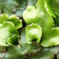 liverwort