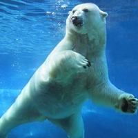 polar bear