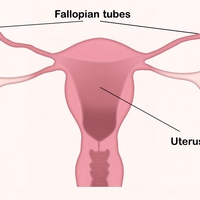 uterus