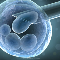 embryo transplant