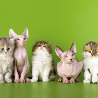 genetic variation
