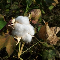fibres