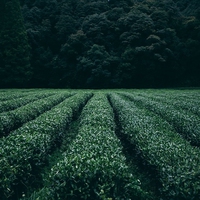 monoculture