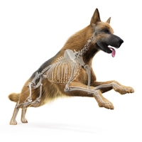 vertebrate
