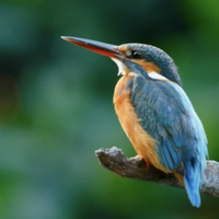 bird