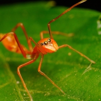 species