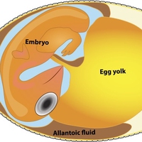 embryo