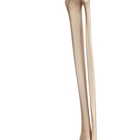 tibia