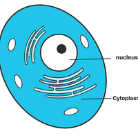 cytoplasm