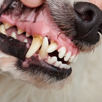 canines