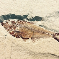 fossil