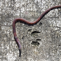 detritivore