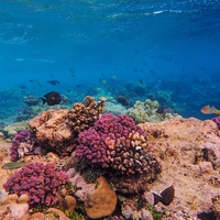 coral