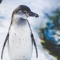 penguin