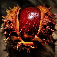 horse chestnut
