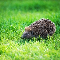hedgehog