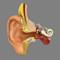 cochlea