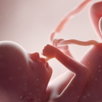 foetus