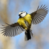 flight