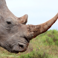 endangered