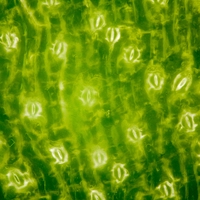 stomata