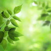 leaf