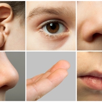 the senses