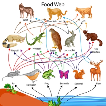 food web