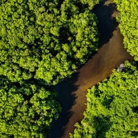 vegetation belt