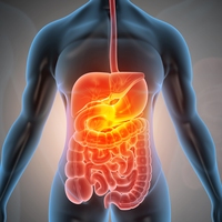 digestive system