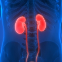 adrenal