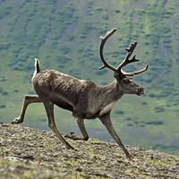 caribou