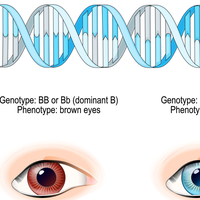 genotype