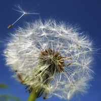 wind dispersal